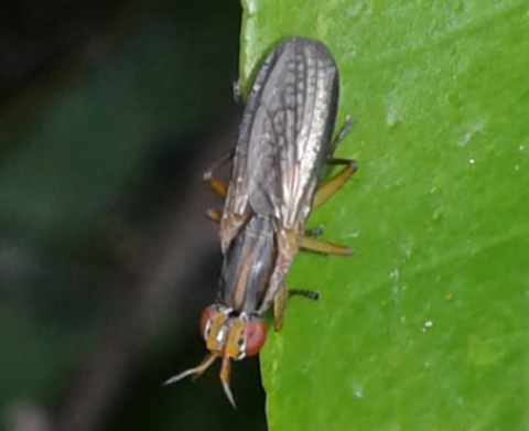 Sciomyzidae : Limnia unguicornis?  S...